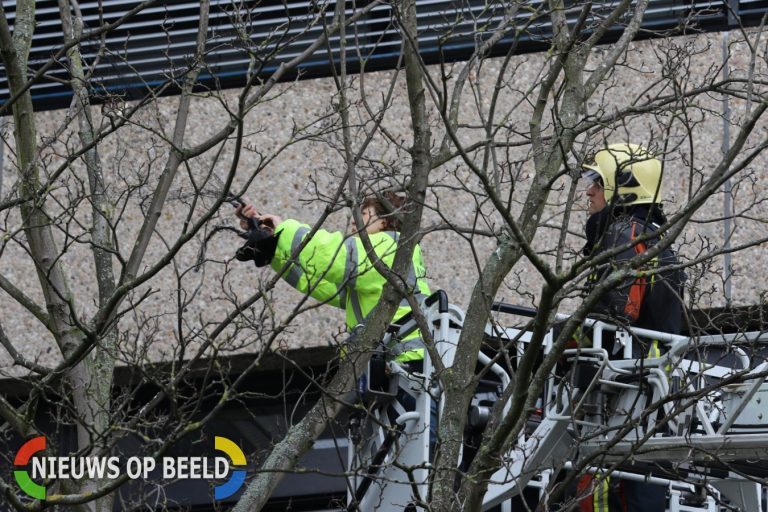 Verstrikt geraakte kraai gered door brandweer en dierenambulance Sylviusweg Leiden