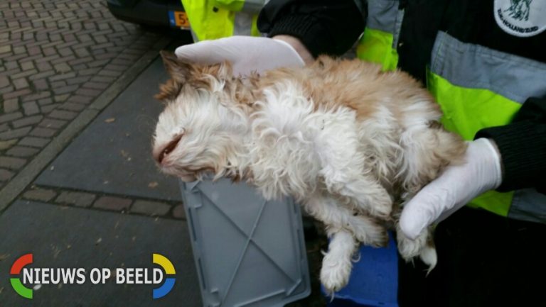 Politie op zoek naar eigenaar dode pup Kralingse Bos Rotterdam