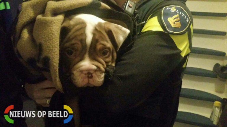 Politie vindt gestolen Old English Bulldog puppy van zorgboerderij terug