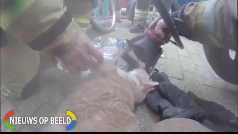 Kazerne Mijnsherenlaan toont reddingsactie van poes