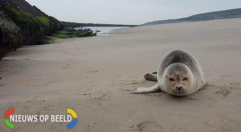 Politie vindt zeehond op strand Tweede Maasvlakte Rotterdam