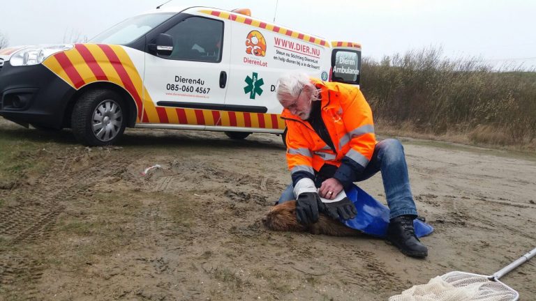 Vrijwilligers Dieren4u redden Bever in Oostvoornse Meer