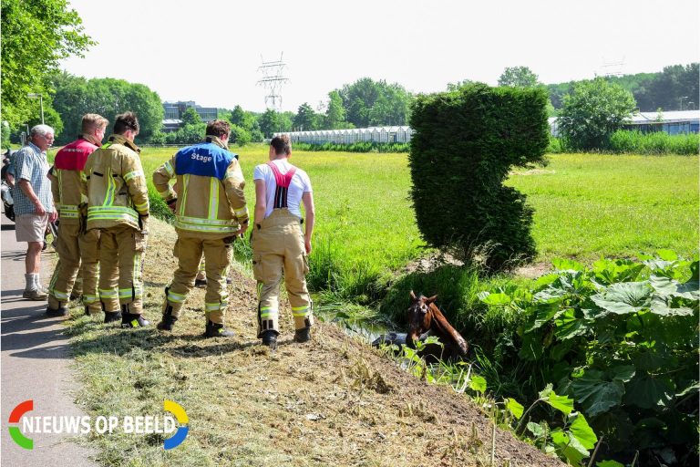 Brandweer redt paard uit sloot Achterdijk Rhoon