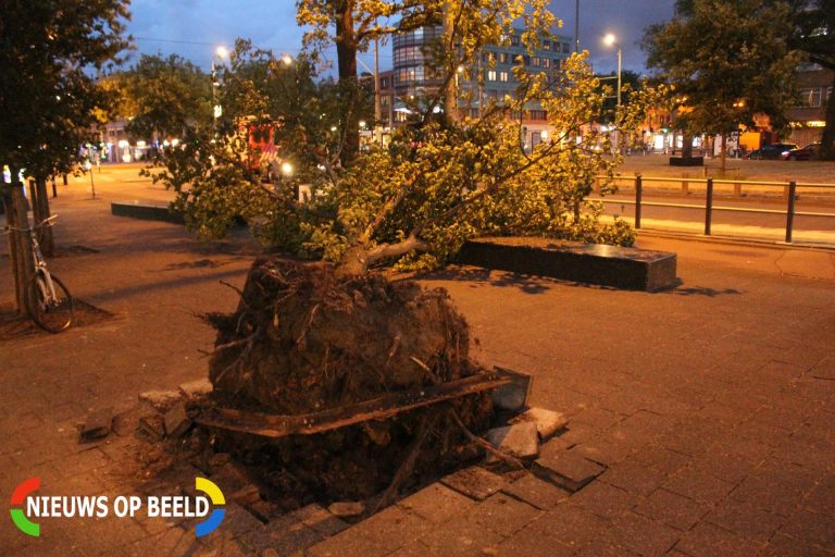 Boom valt met wortel en al om Hobbemaplein Den Haag