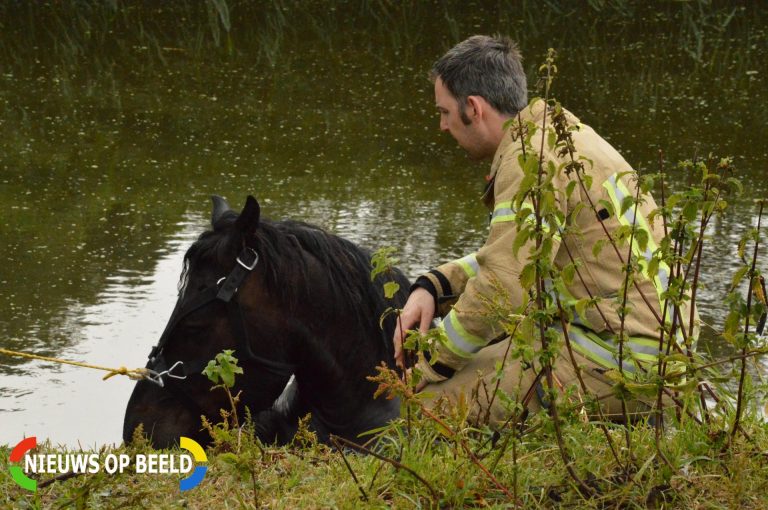 Brandweer redt paard uit de sloot Hoekeindseweg Bleiswijk