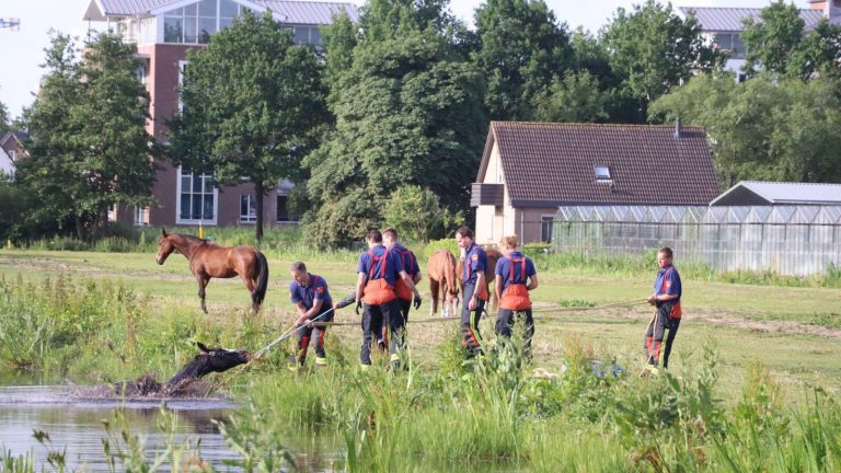 Brandweer haalt paard uit sloot Houtsingel Gouda