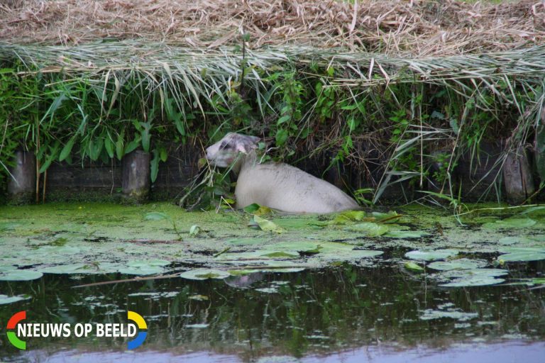 Brandweer redt schaap uit het water N471 Berkel en Rodenrijs