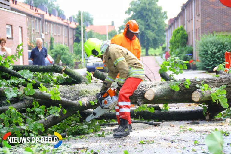 Grote boom breekt af en valt op wegdek Wilhelminastraat Berkel en Rodenrijs