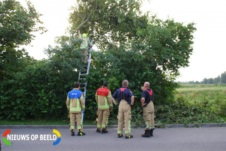Brandweer verwijdert loshangende takken Maria Enzersdorflaan Bergschenhoek