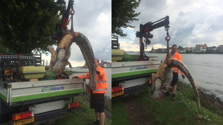 Enorme dode meerval gevonden in water Oude Maas Zwijndrecht