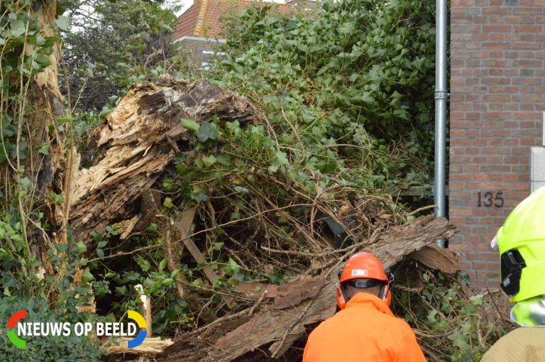 Boom breekt en valt bijna op woning Kastanjeplein Rotterdam