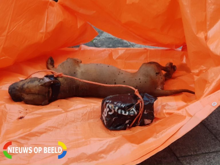Dode hond met steen om nek in water gevonden Stokviskade Rotterdam