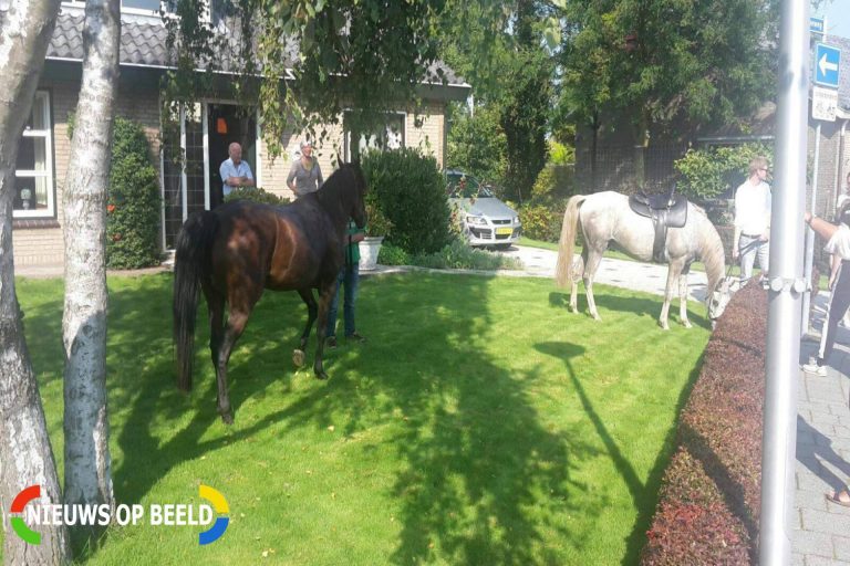 Loslopende paarden in woonwijk na ongeval Lange Vaart Bleiswijk