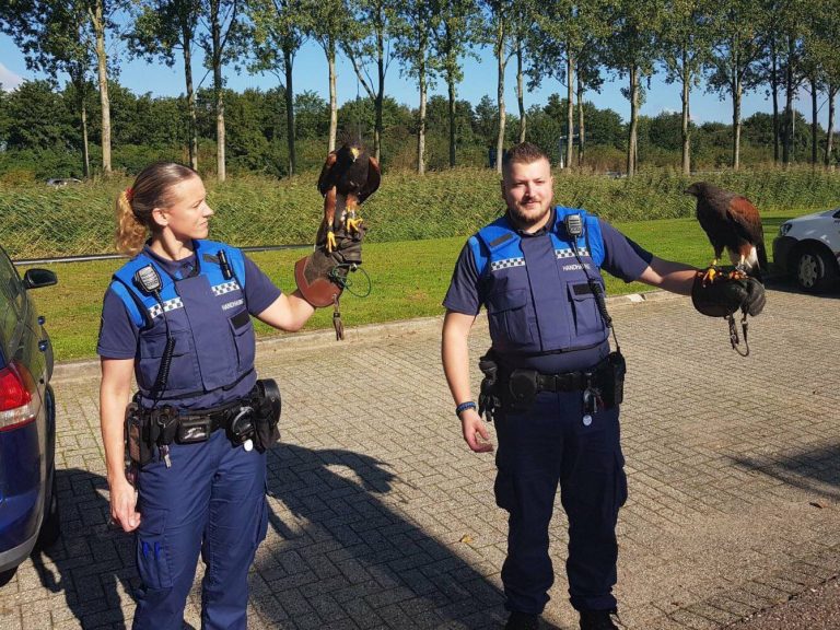 Valkenier jaagt op konijnen Hoofdweg Capelle aan den IJssel