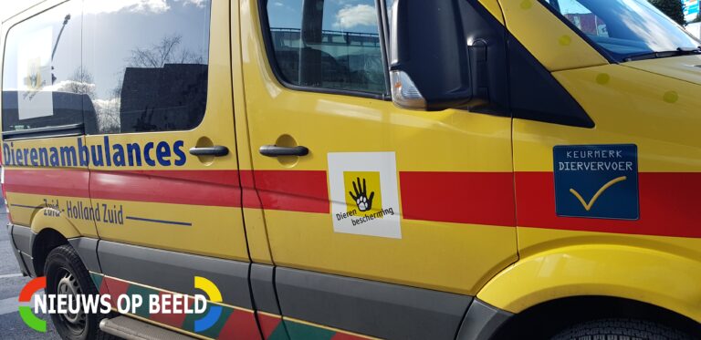 Toekomst Dierenambulance Rotterdam onzeker door tekort vrijwilligers