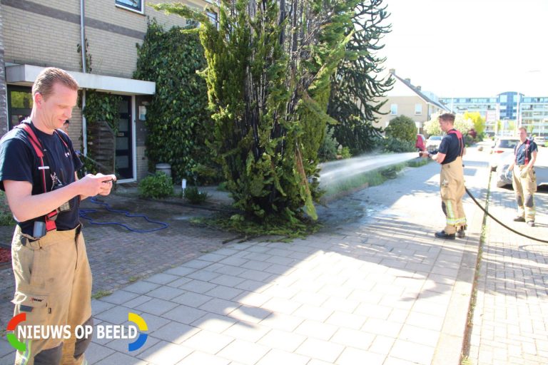 Boom in brand tijdens onkruid wegbranden Schubertstraat Capelle aan den IJssel