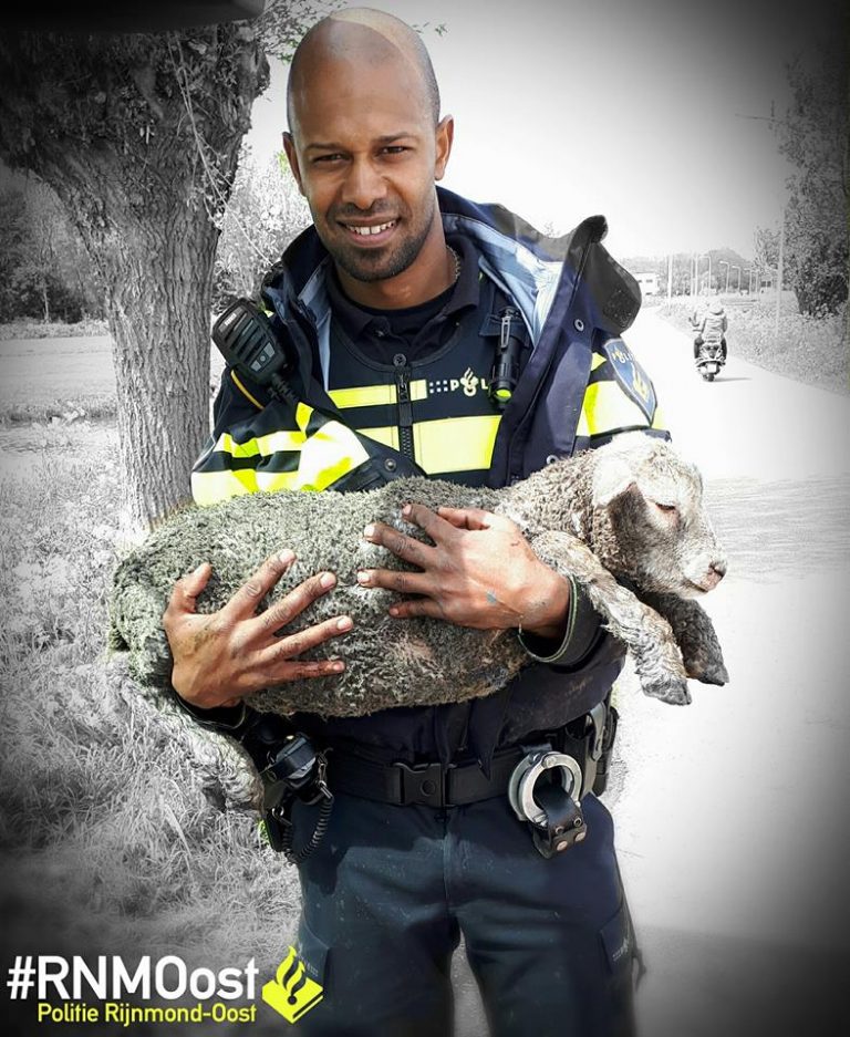 Hond jaagt lammetje sloot in Krimpen aan den IJssel