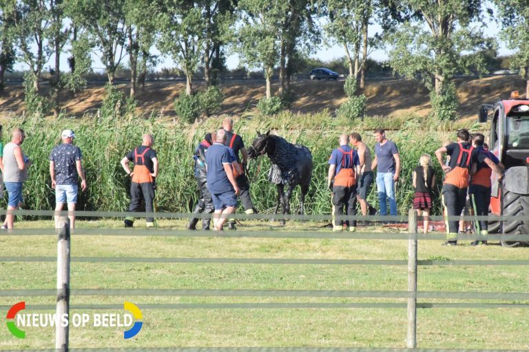 Brandweer en omstanders redden paard uit het water Vijfde Tochtweg Moordrecht