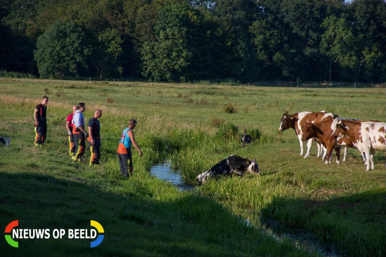 Koe in moeilijkheden na duik in water Noortheylaan Leidschendam