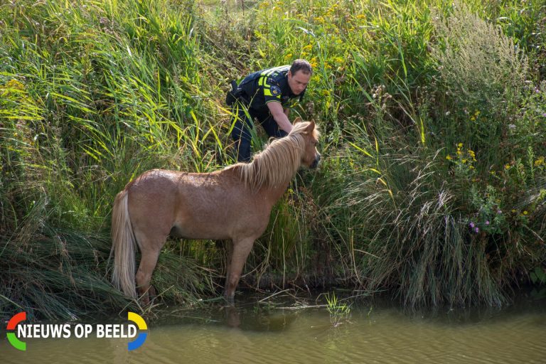 Brandweer en politie redden paard uit sloot Waterpas Den Haag