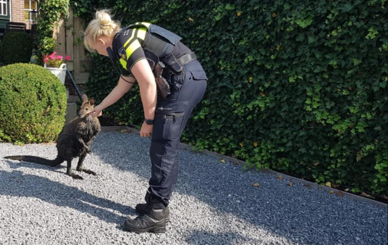 Kangaroe springt door tuinen in Ridderkerk