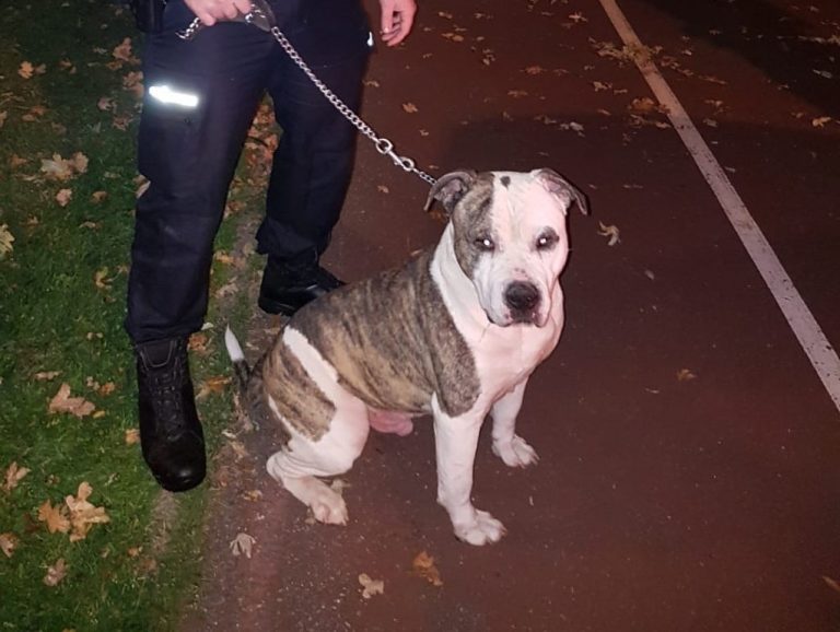 Hond achtergelaten bij asiel Rotterdam-West