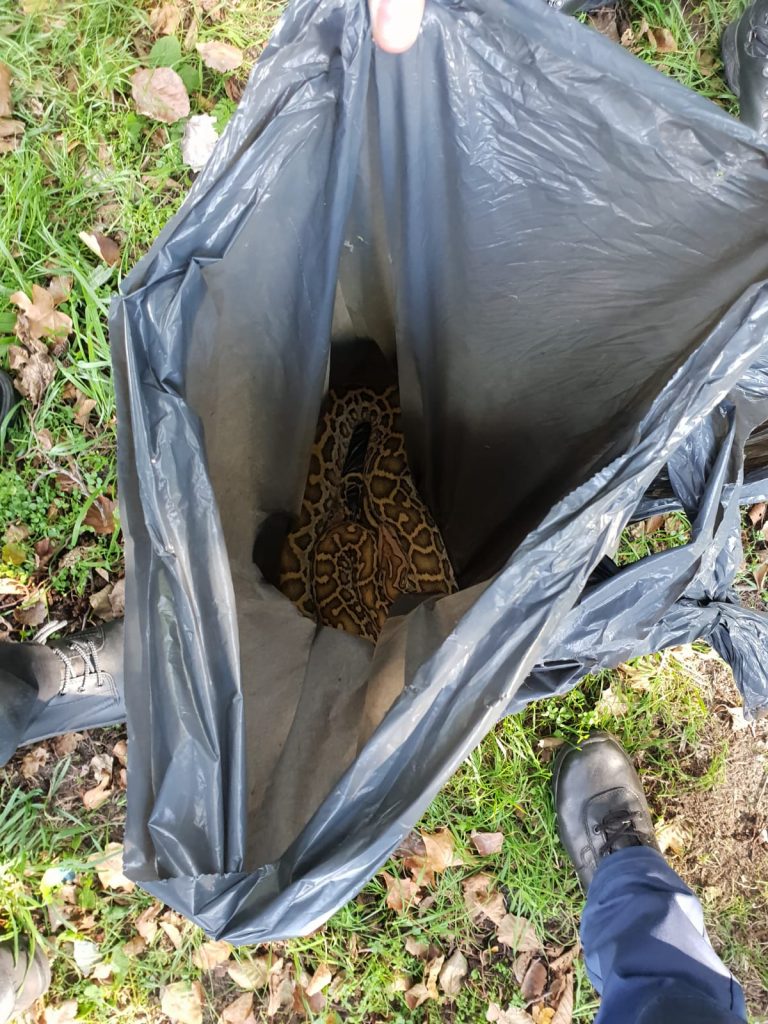Tijgerpython gedumpt in vuilniszak Poolvosweg Capelle aan den IJssel