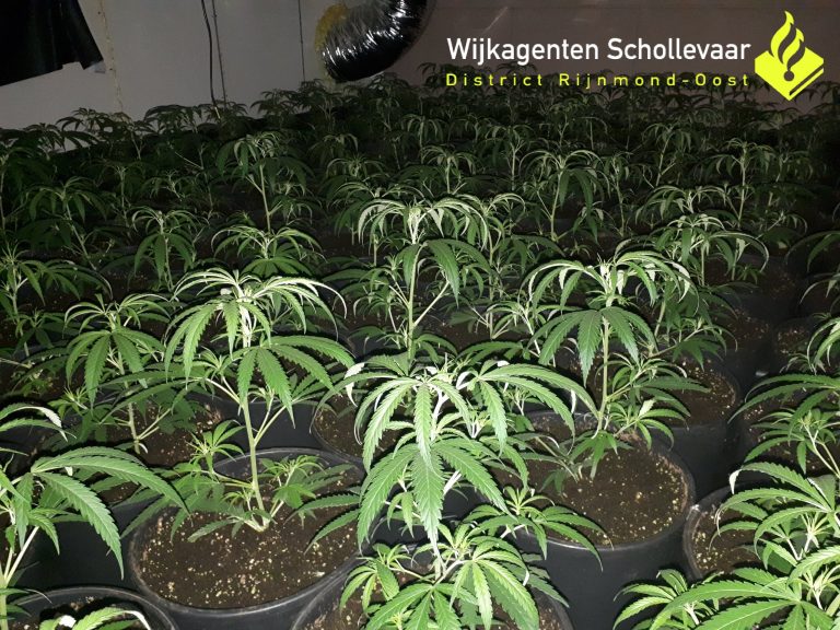 Hennepkwekerij aangetroffen in Capelse wijk Schollevaar