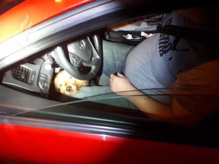 Dronken automobilist rijdt met hond tussen benen, bijrijdster met baby op schoot