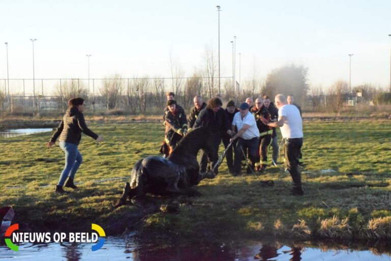 Brandweer redt paard uit sloot 2e Moordrechtse Tiendeweg Gouda