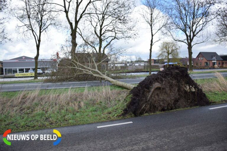 Omgevallen boom versperd weg Schoonhovenseweg – N207 Stolwijk