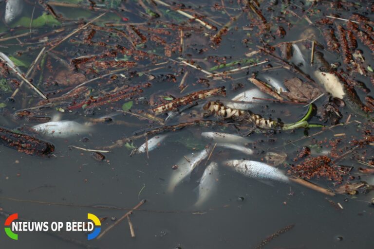 Botulisme in watergang bij Waardzicht Krimpen aan den IJssel