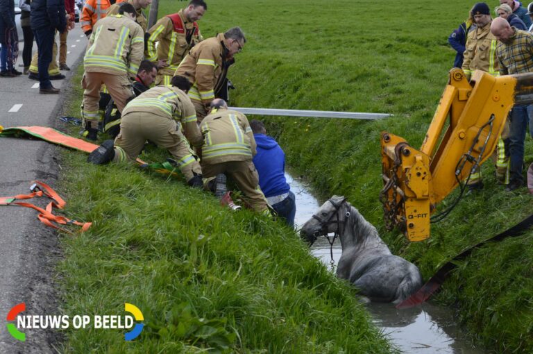 Brandweer bevrijdt paard uit sloot Bovenmolenweg Pijnacker