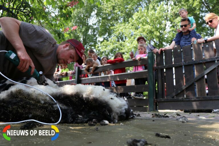 Schapen geschoren bij meiactiviteiten kinderboerderij Klaverweide ’s Gravenweg Capelle aan den IJssel (video)