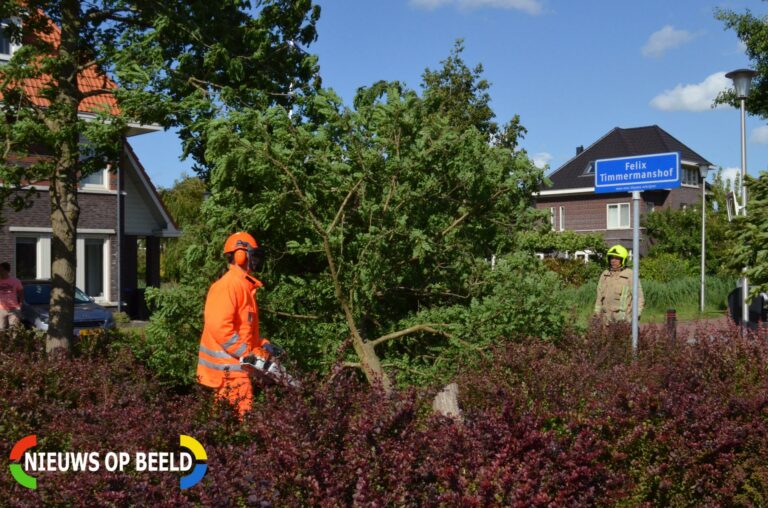 Omgewaaide boom in stukken gezaagd Gouden Uillaan Berkel en Rodenrijs