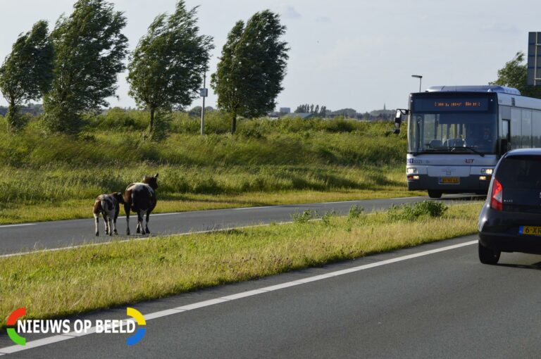 Schapen rennen over provinciale weg Provincialeweg N471 Berkel en Rodenrijs