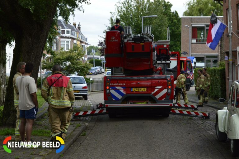 Eigenwijze kat in de boom Wouwerlaan Rotterdam
