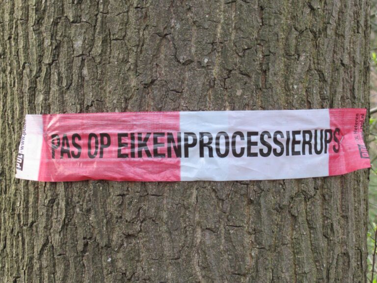 Gemeente Capelle gaat nesten eikenprocessierupsen vanaf 1 juli weghalen