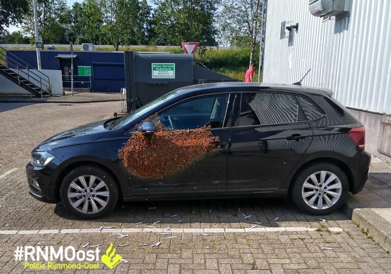 Eigenaar belt politie na vinden 20.000 bijen op auto