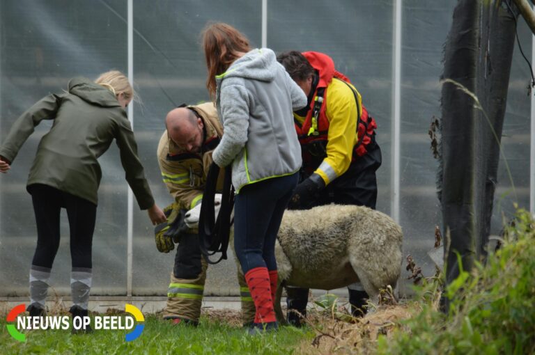 Voorbijgangers vinden schaap in het water Kooilaan Bleiswijk