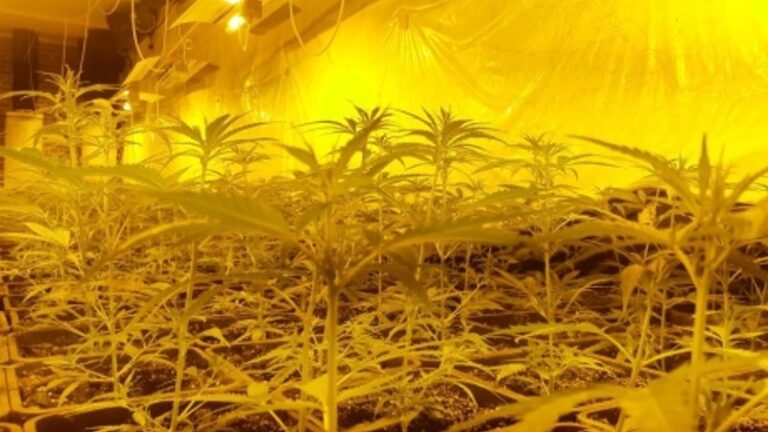 Politie verricht drie aanhoudingen in groot henneponderzoek