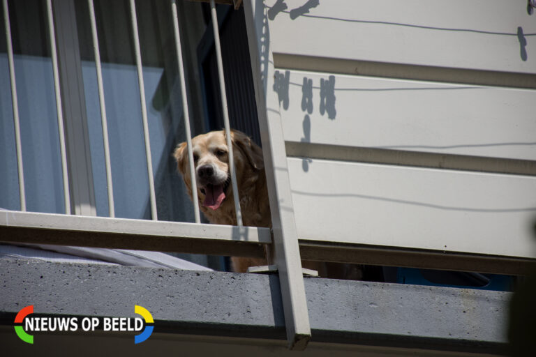Brandweer en dierenambulance halen hond van balkon in Den Haag