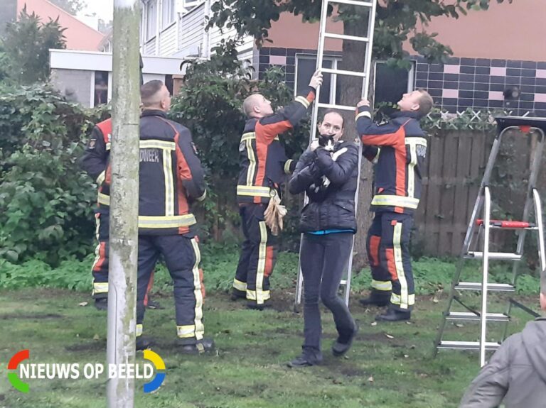 Vermiste kat uit boom bevrijd Rietzoom Gouda