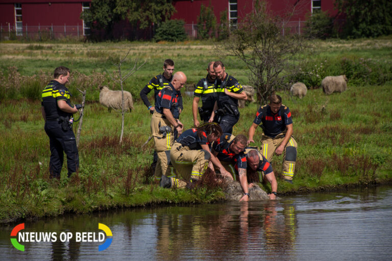 Brandweer redt ram uit sloot in Den Haag