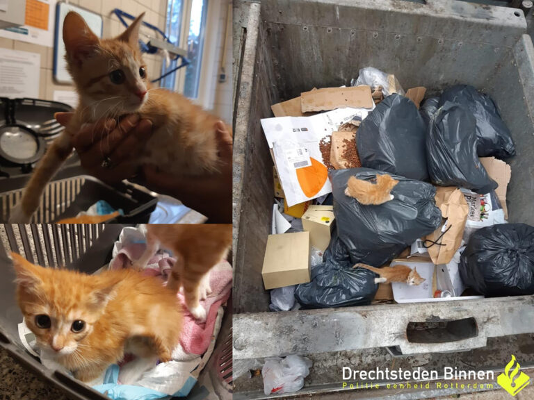 Vier jonge katjes gedumpt in afvalcontainer Dordrecht