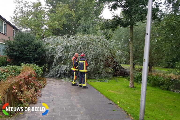 Boom verspert voetpad in de wijk Bloemendaal Kamperfoelielaan Gouda