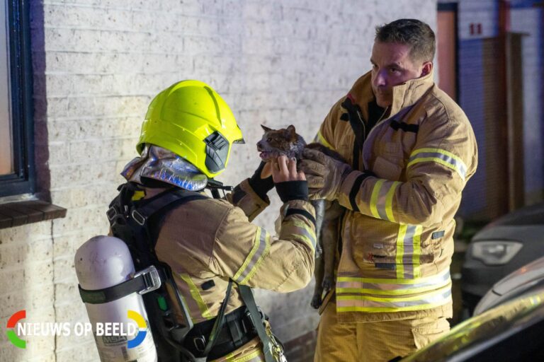 Brandweer redt kat bij woningbrand Halmstederf Rotterdam