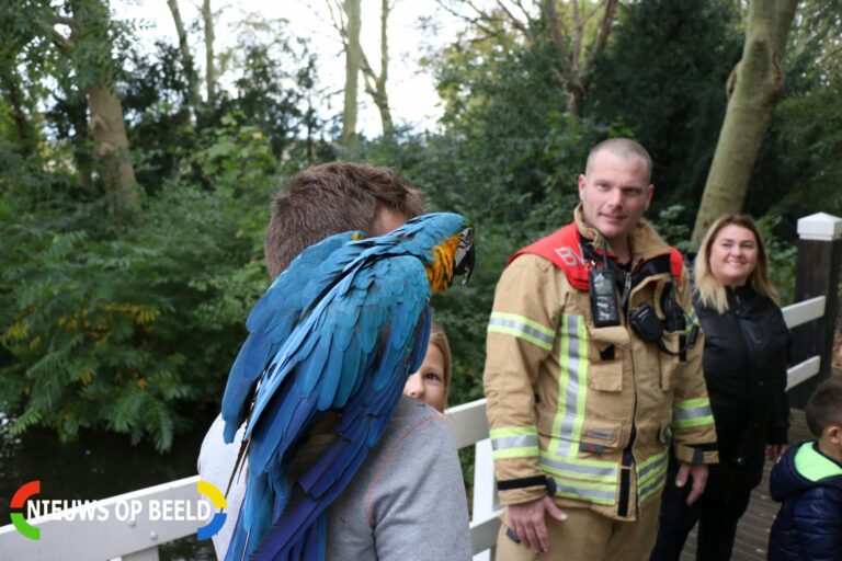 Brandweer ‘spuit’ papegaai uit boom Parkzoom Krimpen aan den IJssel (video)