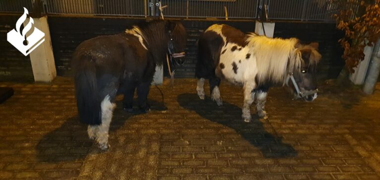 Bert en Ernie gaan aan de wandel in Waddinxveen