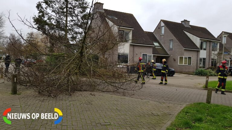 Boom val om midden op straat Woubrechterf Waddinxveen